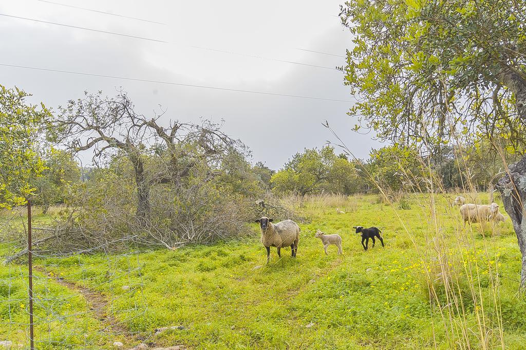 Finca Puig Santa Magdalena Εξωτερικό φωτογραφία